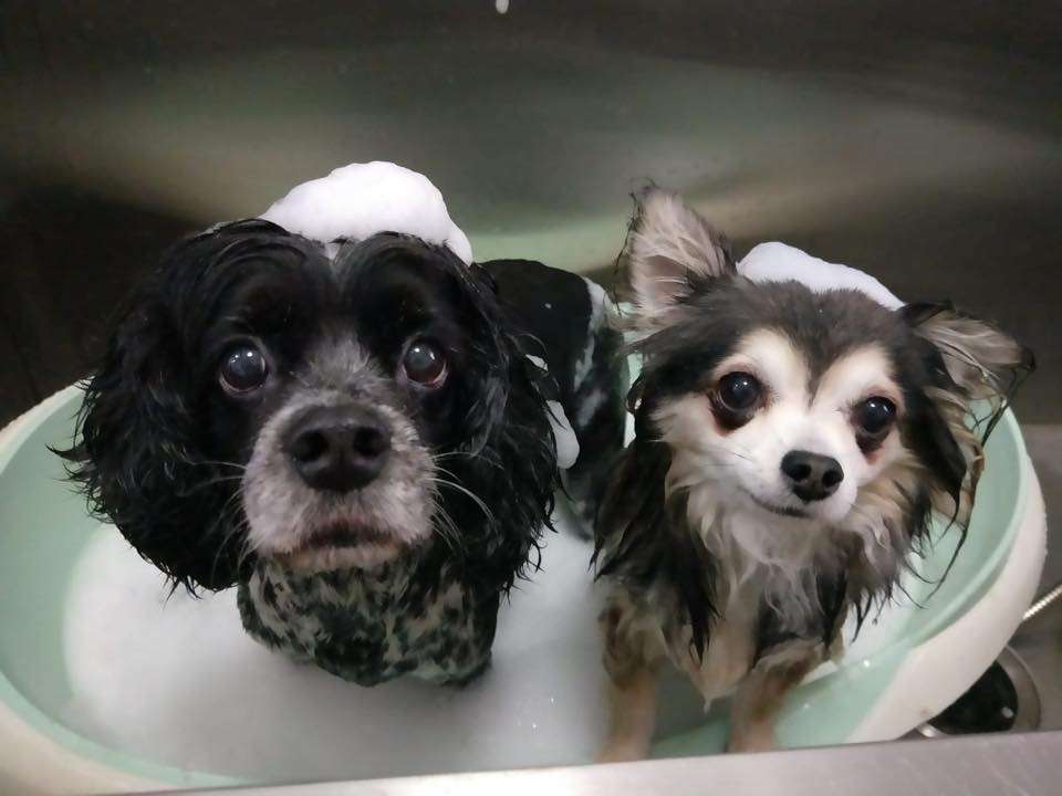 the wicked wag grooming