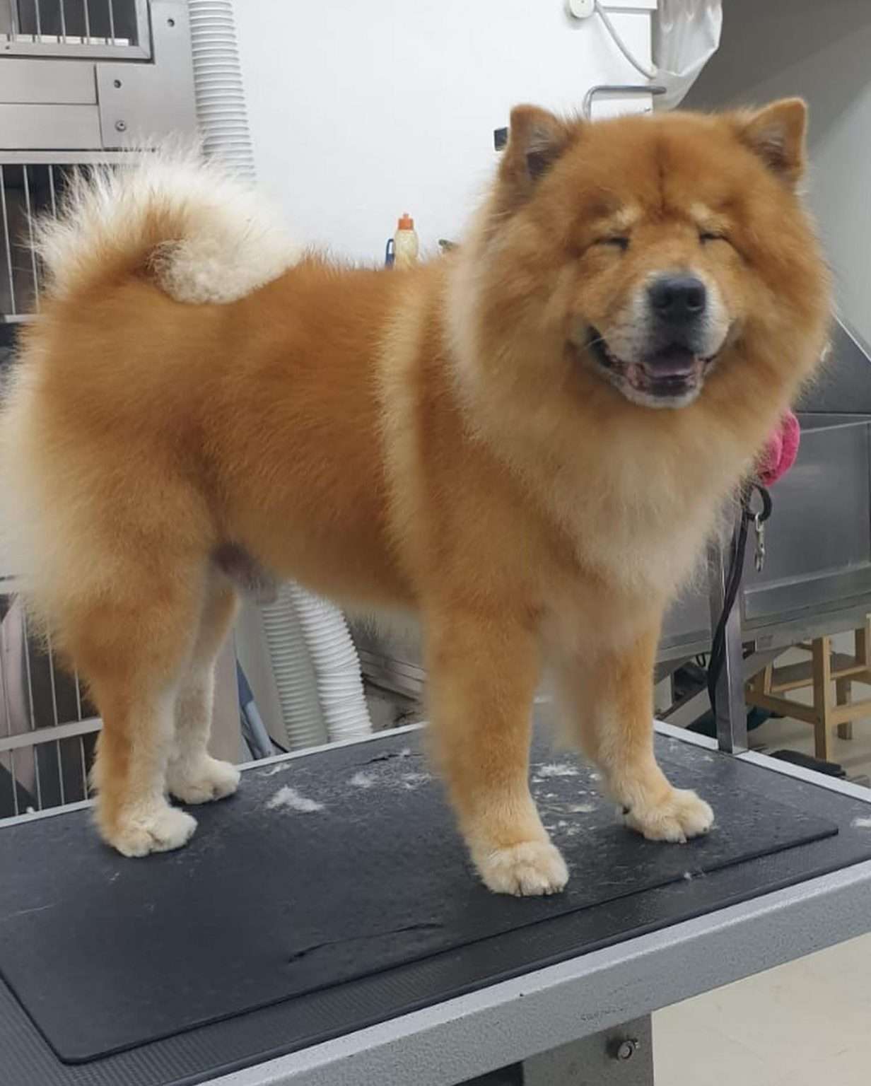 4 Best Pet Grooming Places in Singapore as low as ONLY 50!