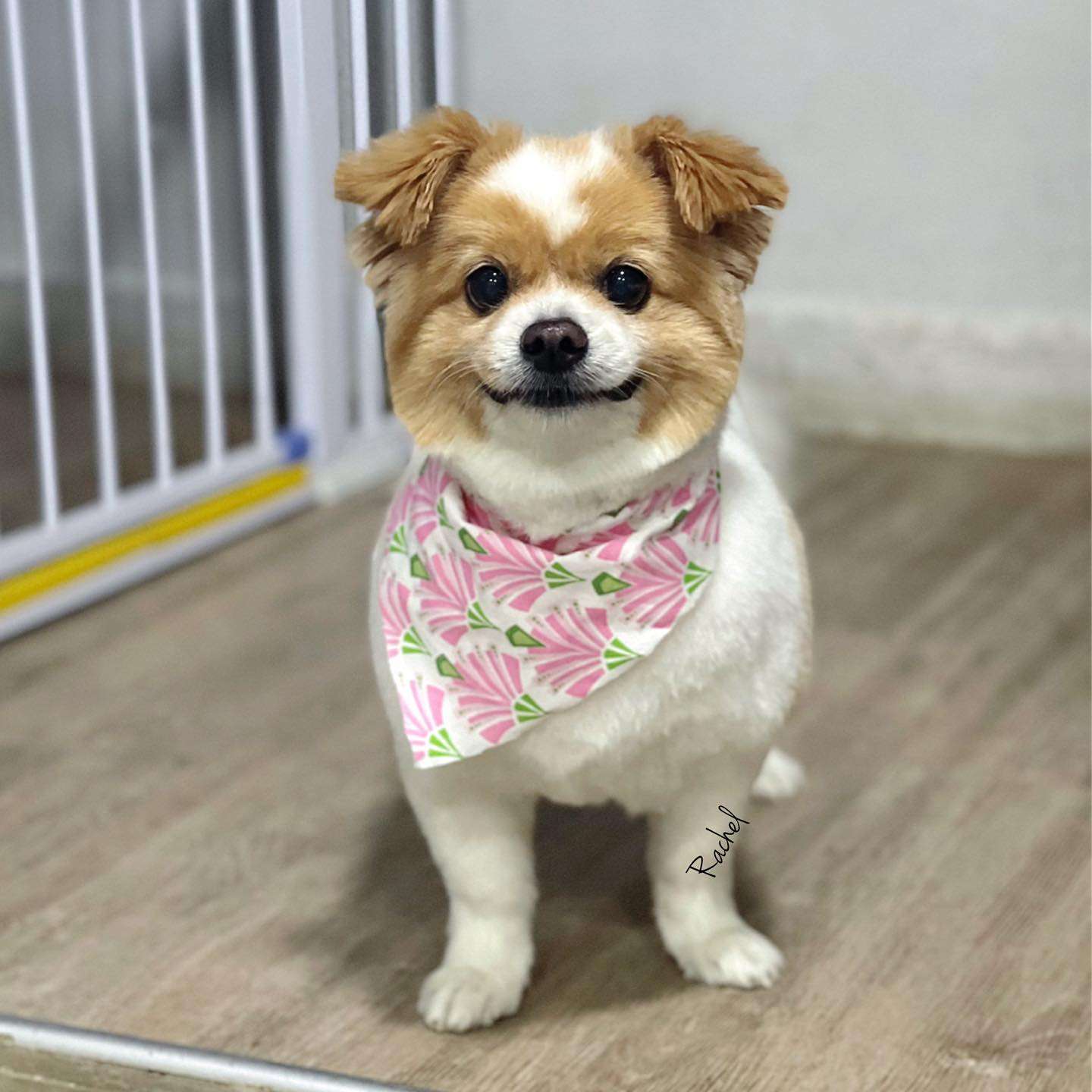 4 Best Pet Grooming Places in Singapore as low as ONLY 50!